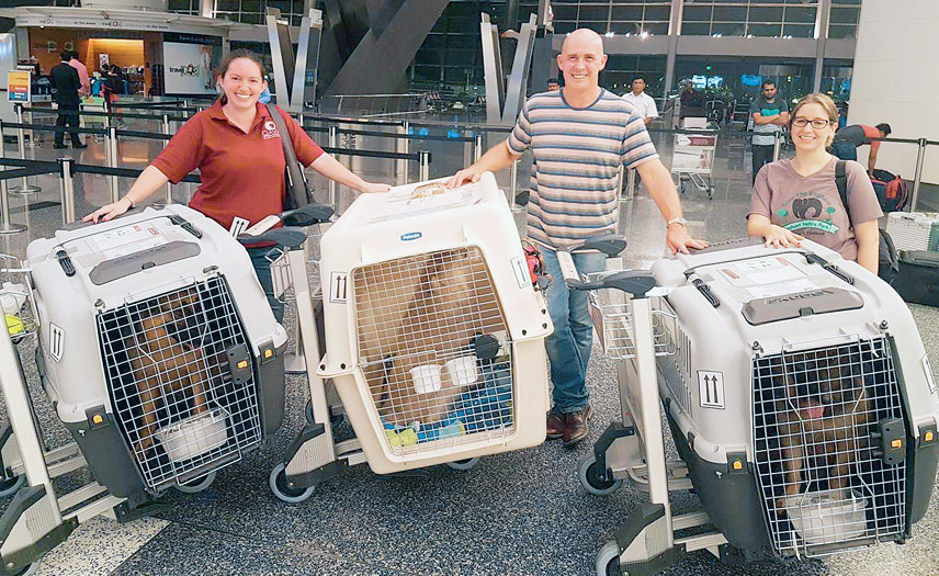 Traveling With Your Pets to Qatar