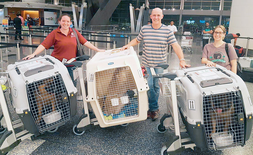 pet travel requirements to qatar